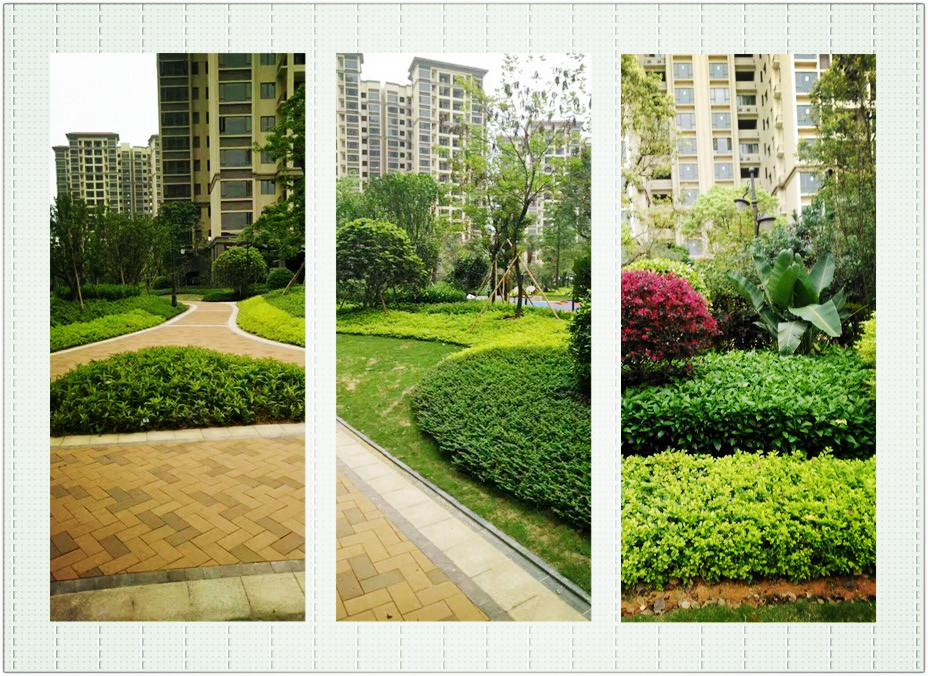 園林綠化養(yǎng)護