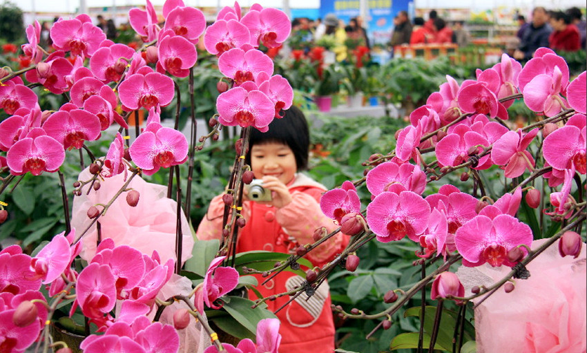 大業(yè)園林用年花裝扮您的春節(jié)，讓團聚更加有滋有味