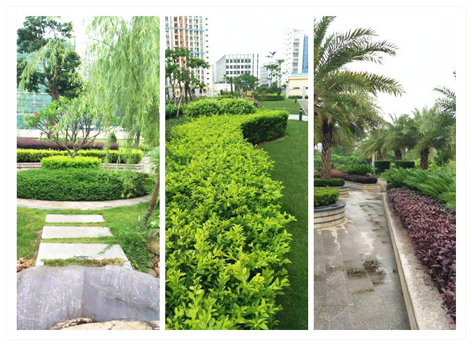 記住這些綠化養(yǎng)護技巧，植物更有活力!